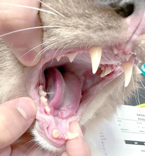 猫杯状病毒感染猫咪口腔溃疡实拍