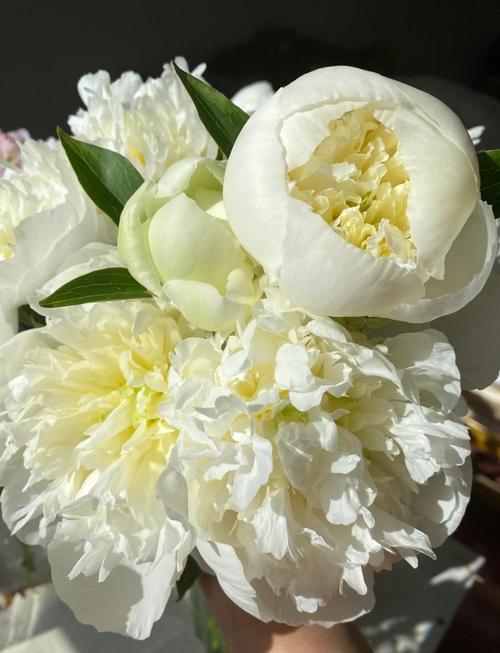 莎拉伯恩哈特芍药与公爵夫人白色芍药花束对比