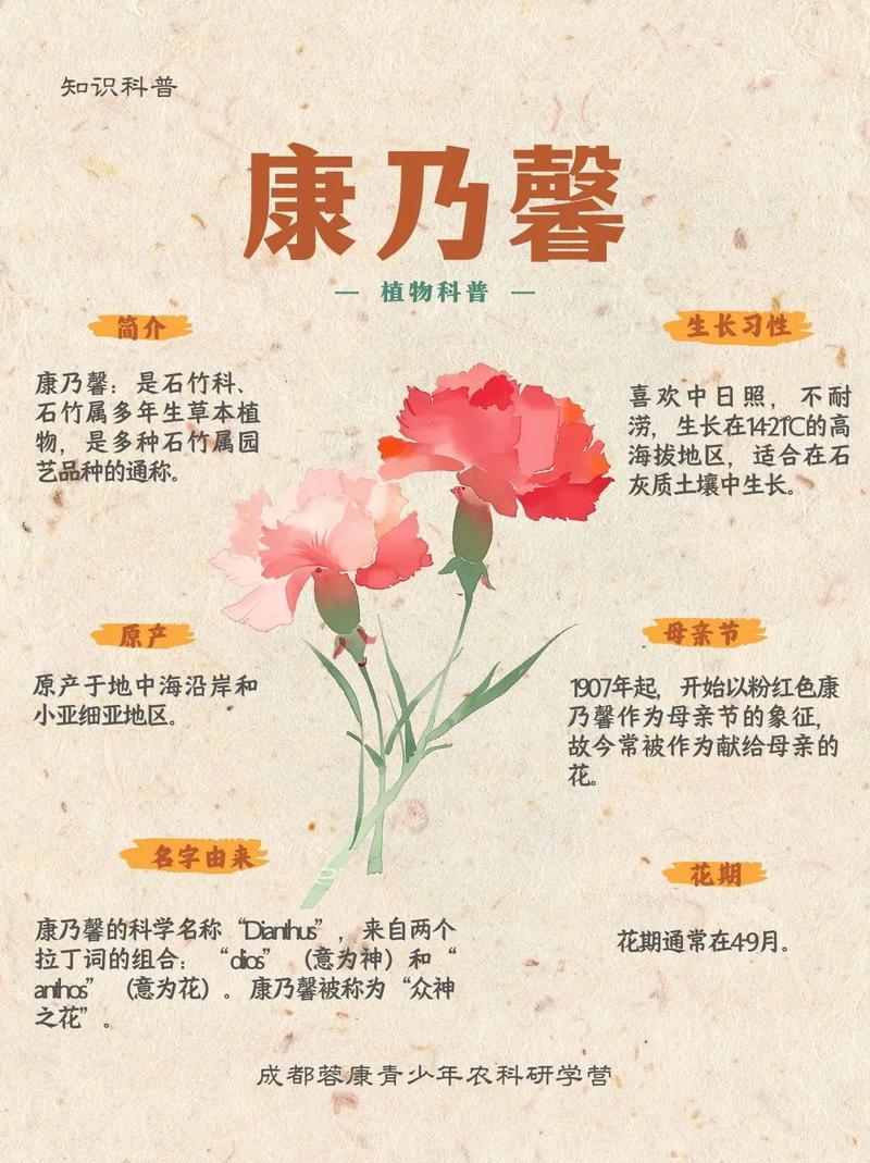 康乃馨选择技巧花萼茎秆新鲜度对比