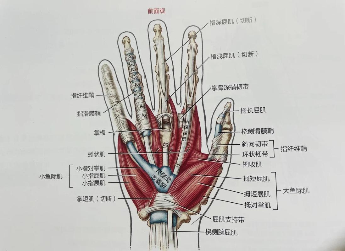 手部皮肤分层结构示意图