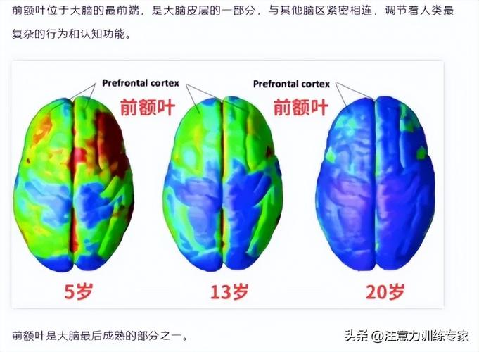 儿童大脑前额叶发育对比示意图