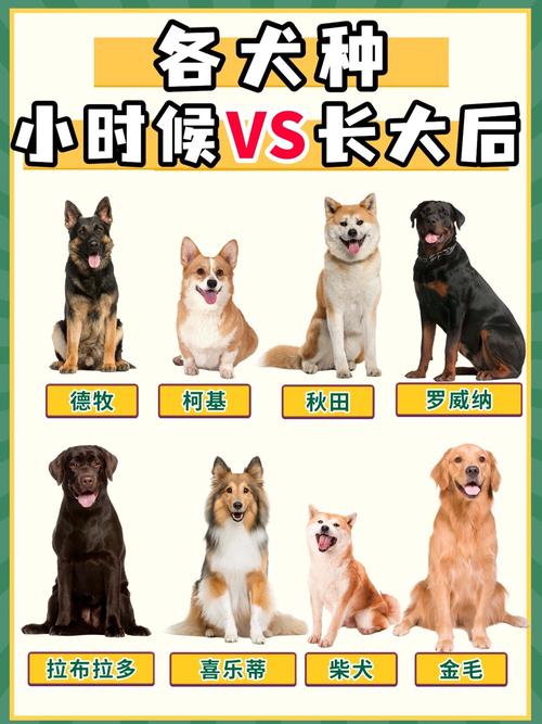 儿童观察不同品种狗归纳概念的场景图