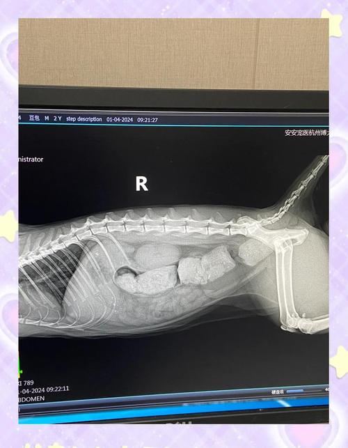 宠物便秘腹部X光片碎骨结块实拍