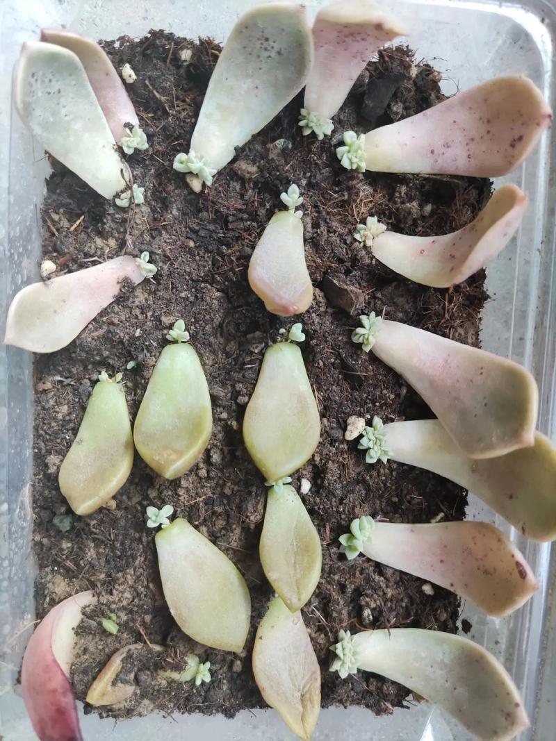 多肉叶片叶插繁殖过程冒出小芽特写