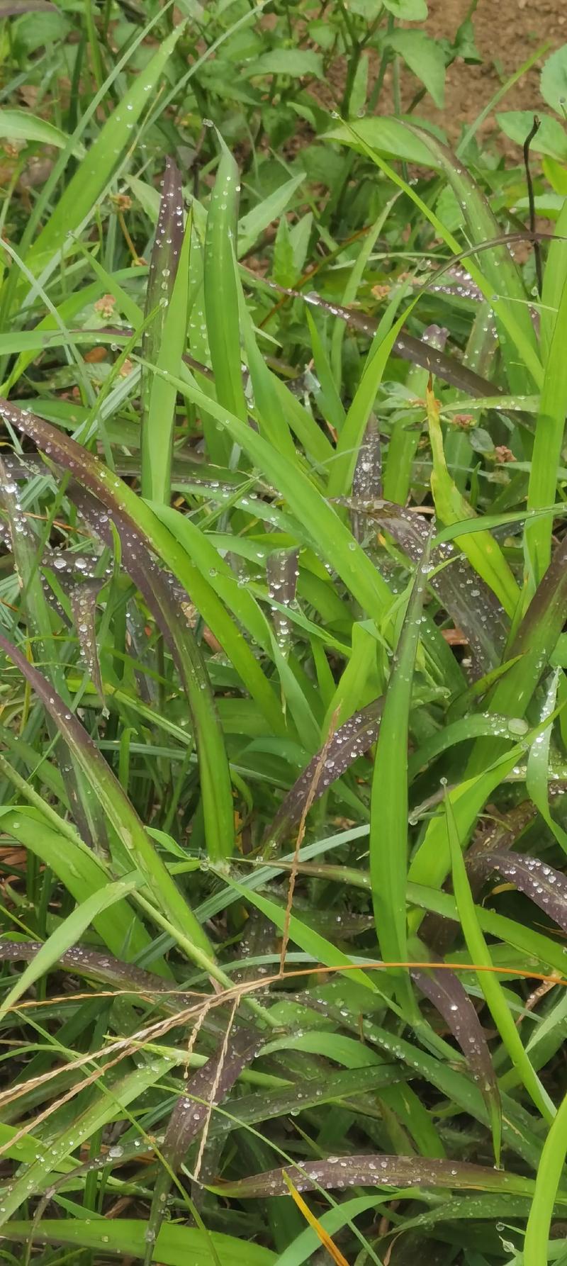 露水:一滴可饮用的宇宙-因为所以
