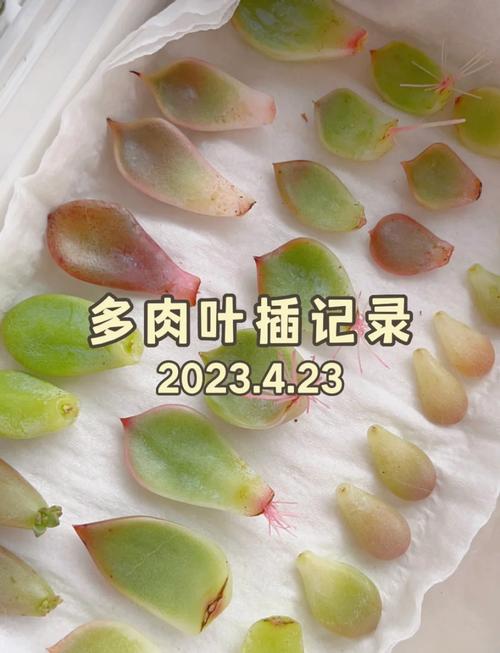手指轻压多肉叶片检查是否缺水
