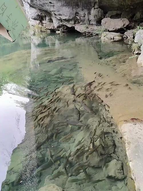 南漳鱼泉河春季泉眼石缝涌小鱼实拍