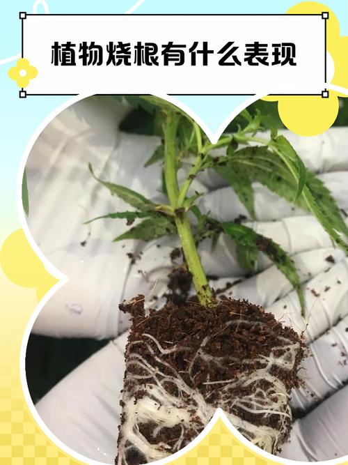 盆栽施肥烧根焦叶症状图