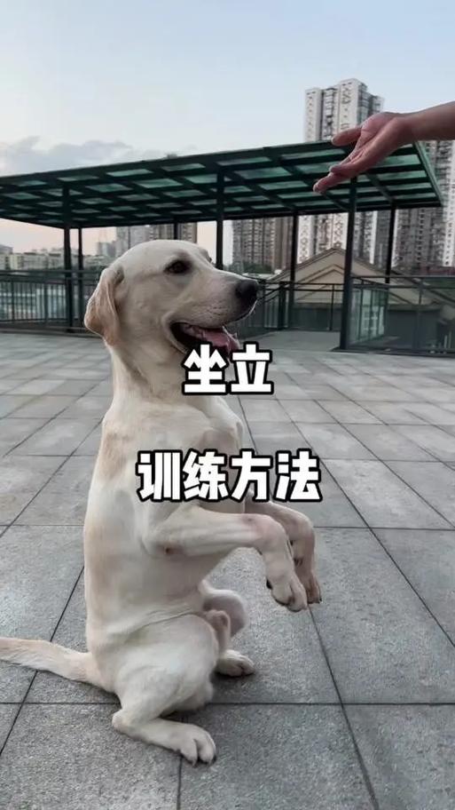 主人用零食引导狗狗坐下训练实拍