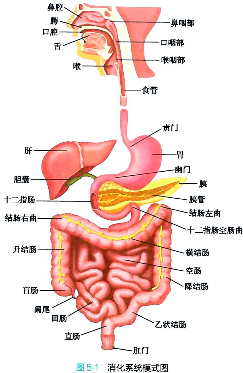 饭后不同姿势肠胃位置对比图
