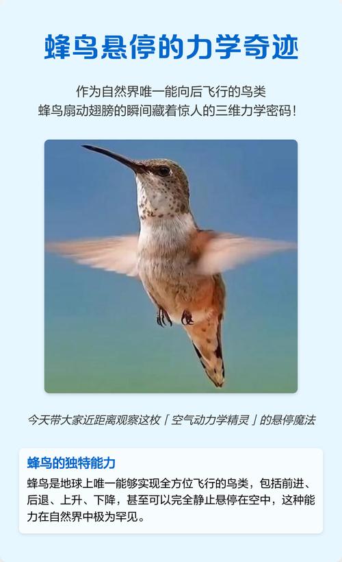 蜂鸟:我见过最不讲道理的飞行机器-因为所以