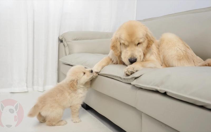 躲在沙发底发抖的金毛犬
