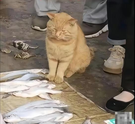 小区楼下流浪猫蹲在食盆旁的实景照片