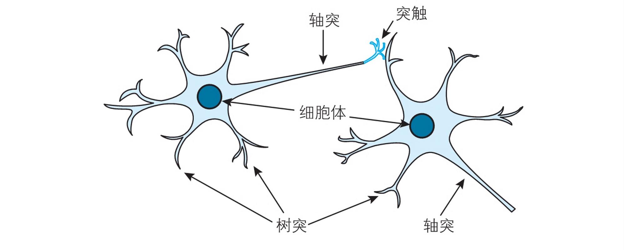 成长型思维大脑神经元连接生长示意图