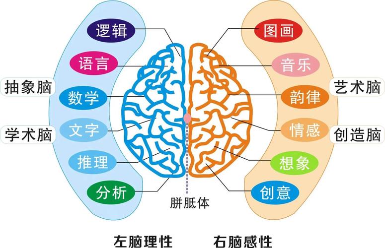 大脑思考路径对比图 直觉与逻辑