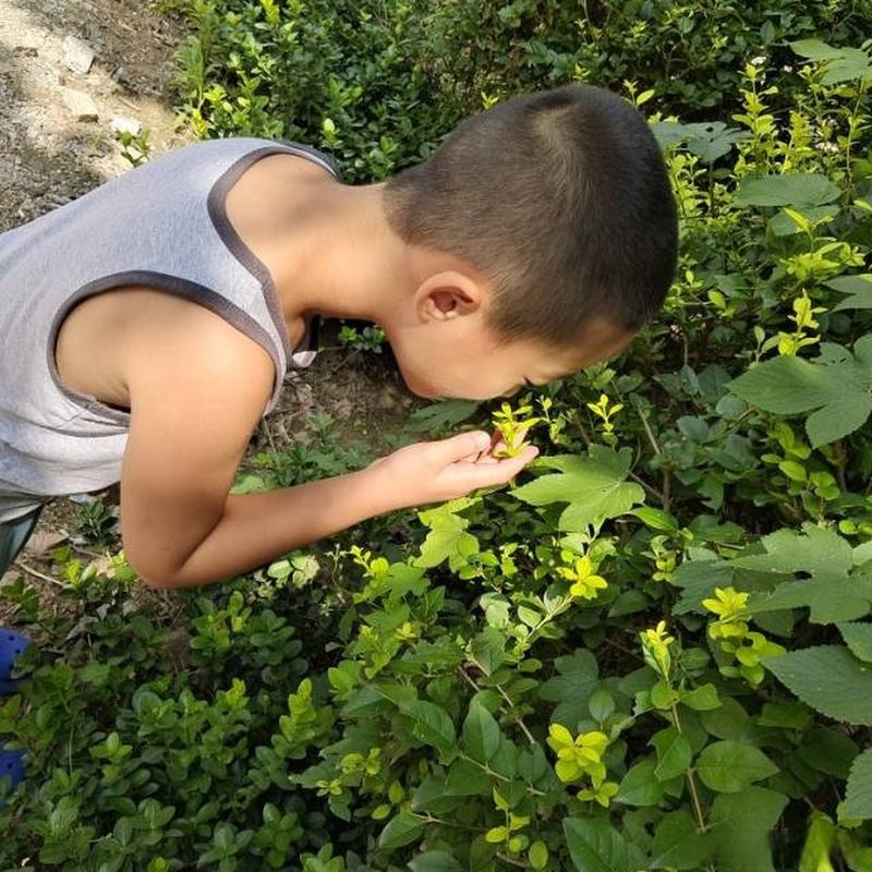小学生蹲在校园草丛观察昆虫的特写