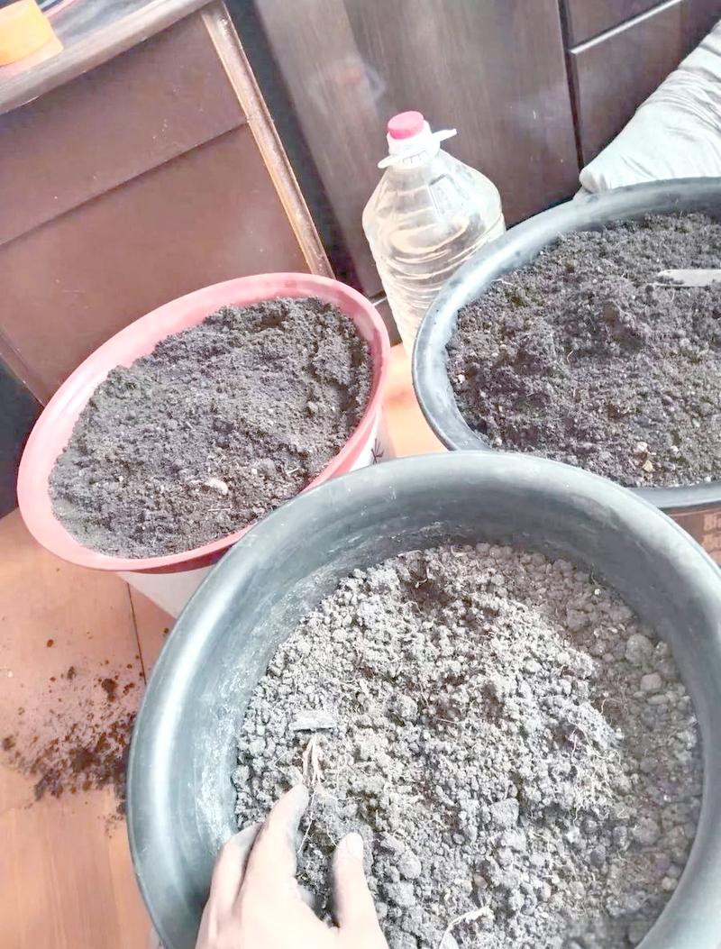 阳台盆栽盆土边缘埋草木灰操作图