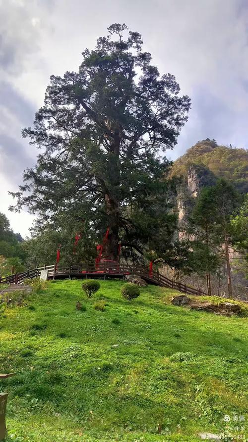 南漳荆山古楚墓群松树林风景