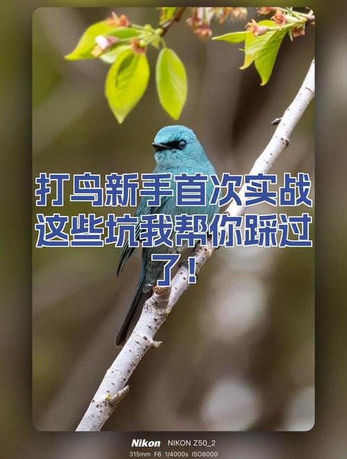 新手最容易踩的坑，我帮你踩过了