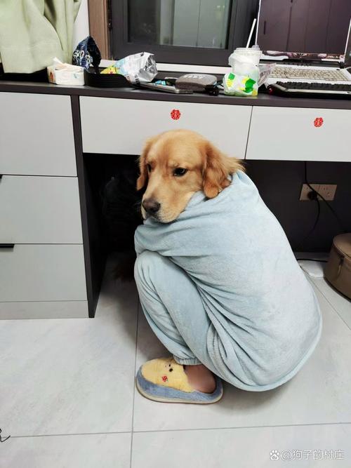 主人蹲在社恐狗狗身前挡住靠近的其他狗狗