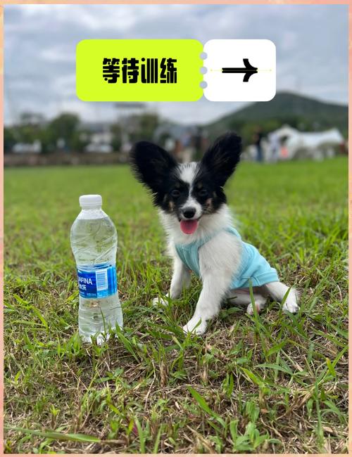 狗狗训练必须等半岁之后再开始?