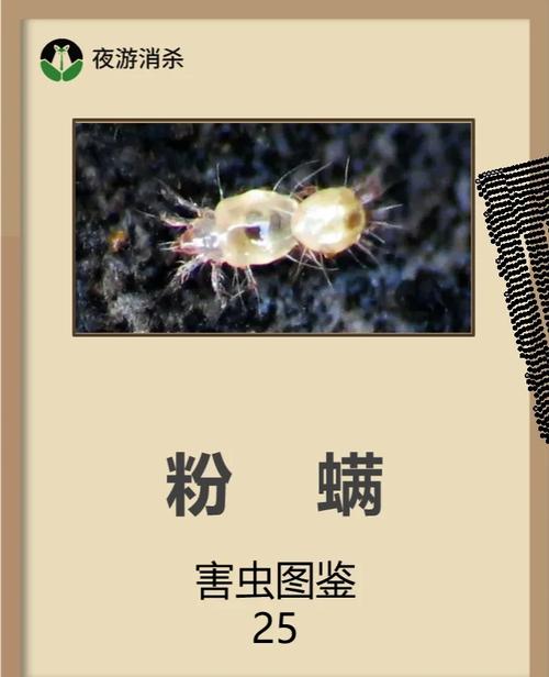 室内灰尘微观成分 螨虫皮屑纤维示意图