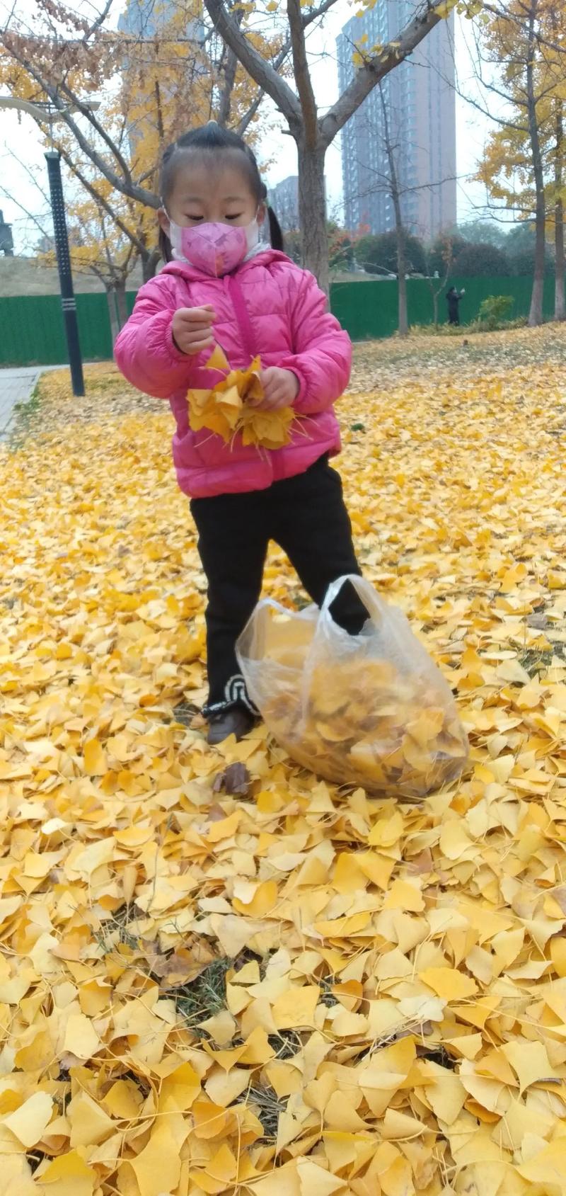 孩子蹲在商场门口捡银杏叶