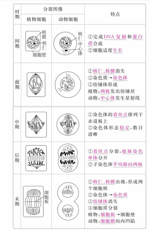 细胞分裂图像辨析 染色体着丝点分裂瞬间显微图