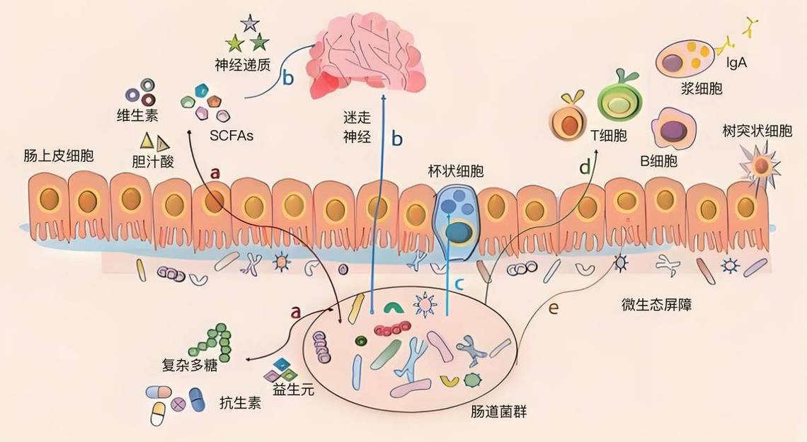 母婴垂直传递肠道菌群科普示意图
