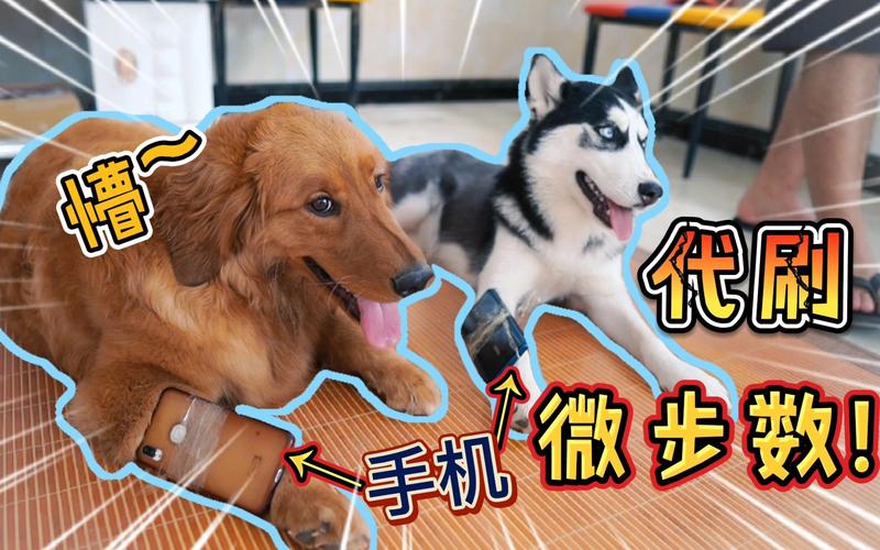 手机绑宠物狗身上刷计步步数场景