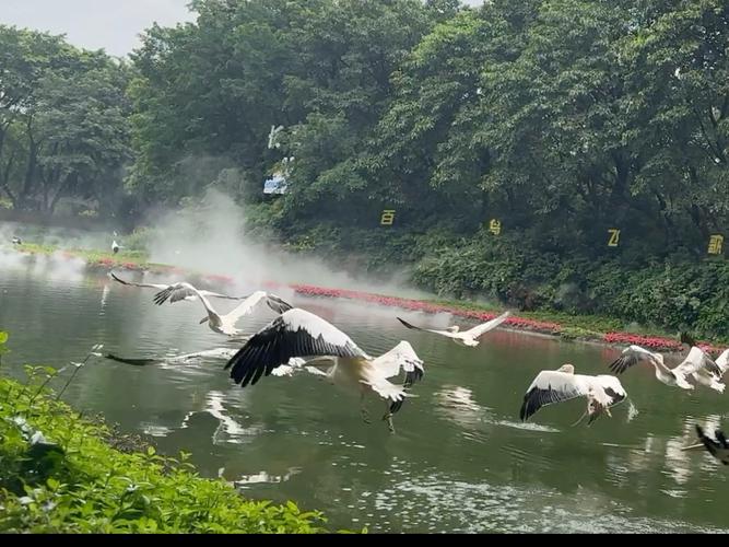 广州长隆飞鸟乐园百鸟齐飞场景