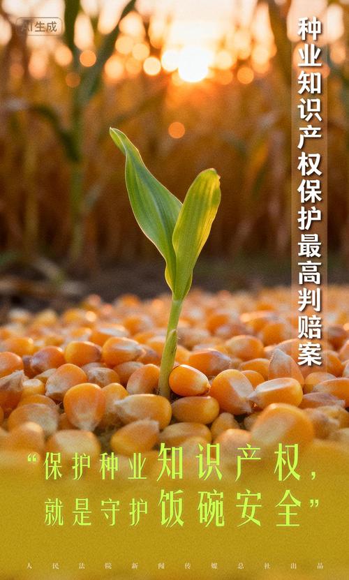 落在饭碗上的知识产权保护