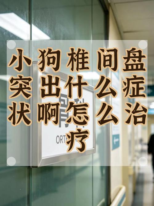 犬椎间盘突出早期拱背症状实拍图