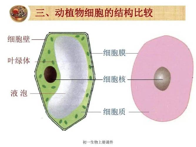 初中生物细胞细胞壁结构教学图