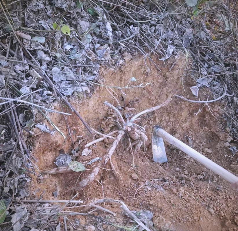 湖北南漳荆山野生葛根采挖现场