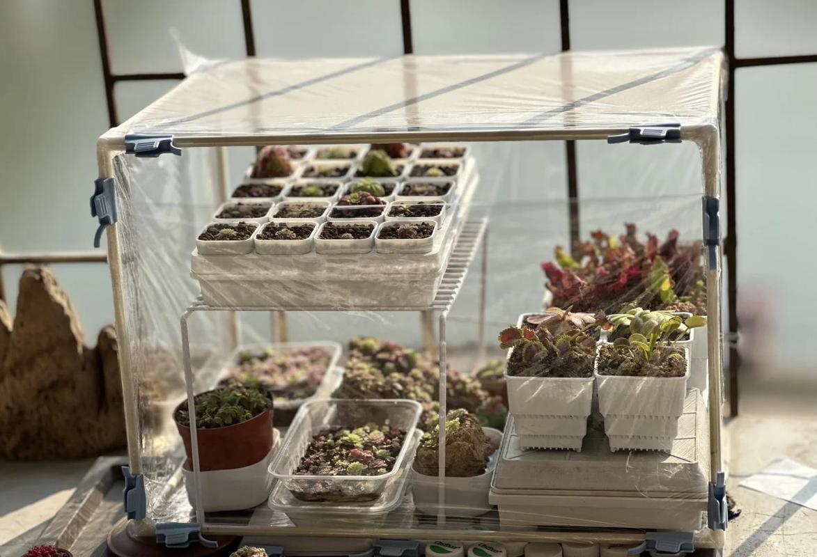 小学走廊学生搭植物温室手工场景