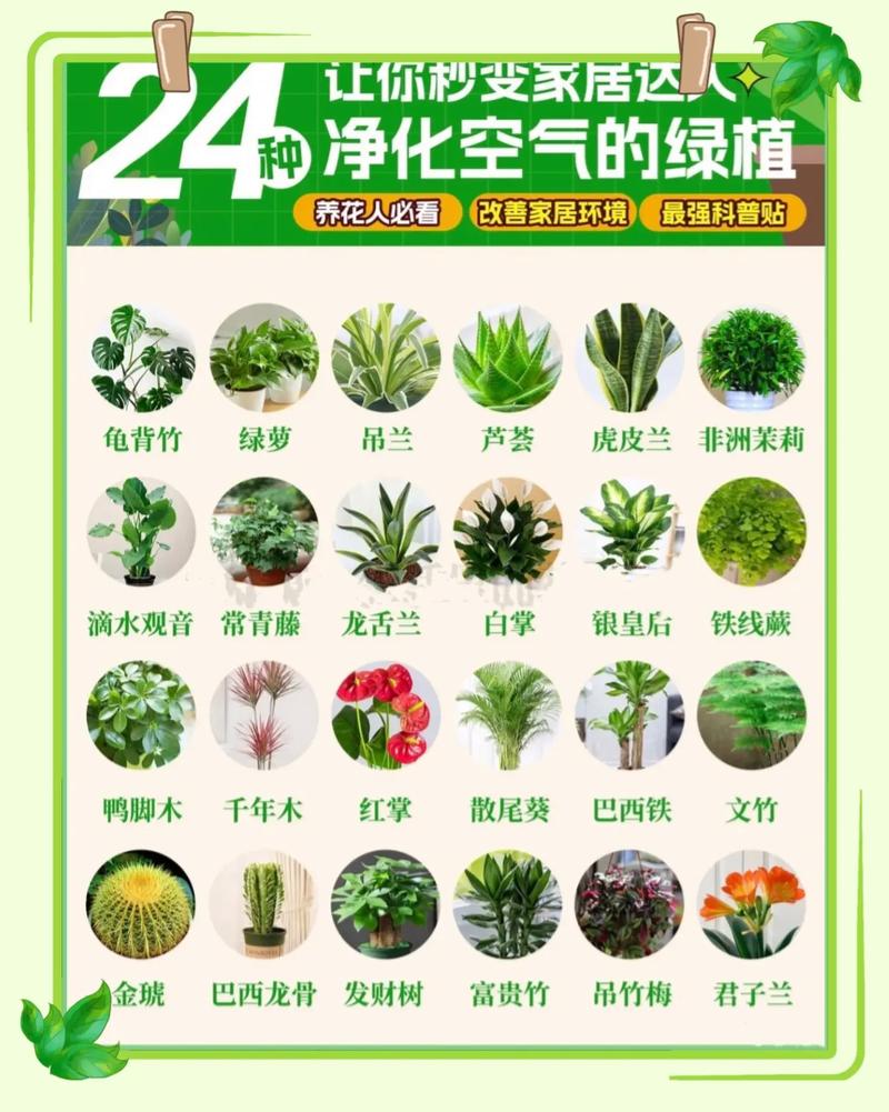 🤔 终极问题：植物能净化空气吗？