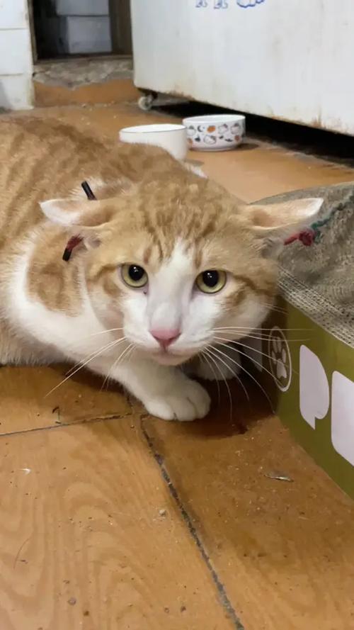 被小孩薅住后颈的橘猫崽飞机耳哈气瞬间