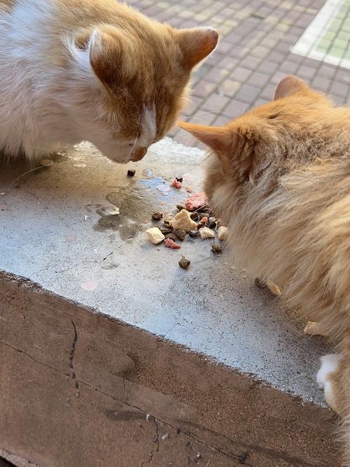 居民楼住户给邻居家宠物猫喂粮实拍