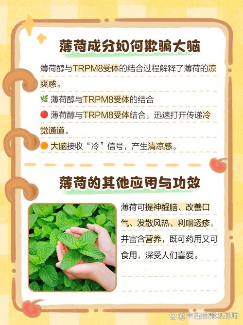 为什么吃薄荷会“凉”?