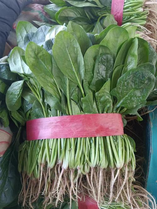 菜市场新鲜带原茎菠菜实拍