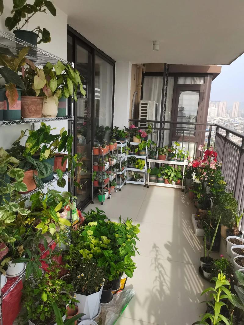 北阳台耐阴绿植布置实拍
