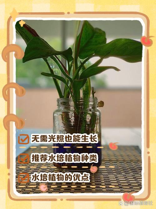 原来我们不需要会养“完美的植物”