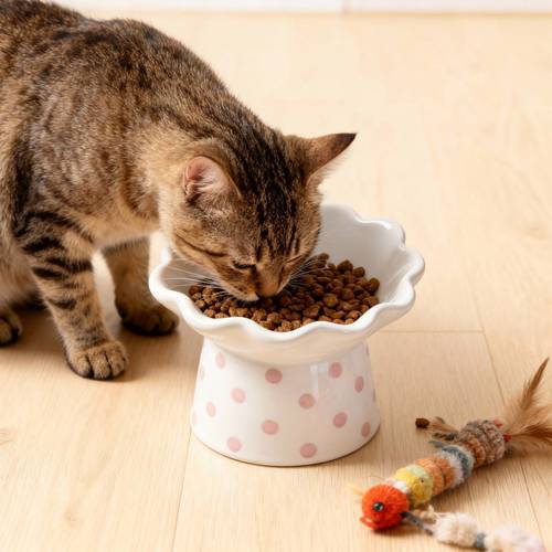 猫咪蹲在陶瓷食盆边甩头拒食实拍图