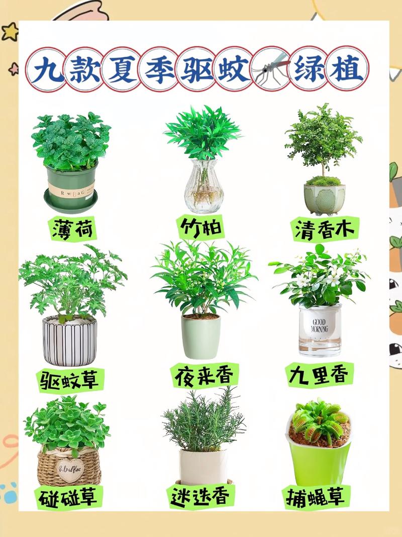 几个实用的香草驱蚊用法，参考试试