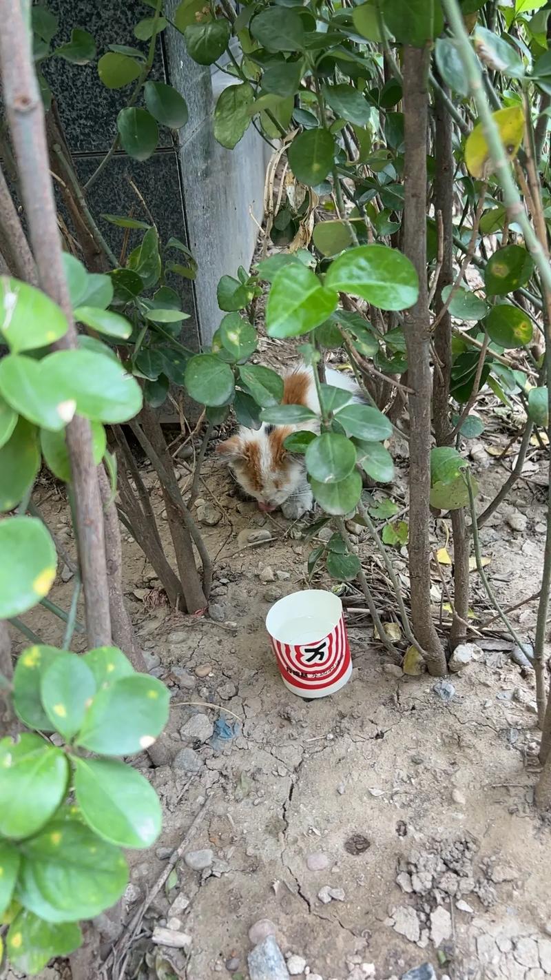 公交站牌后灌木丛的三花流浪猫