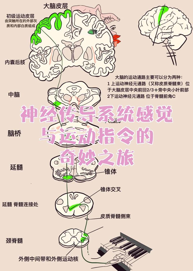 儿童感官信息处理大脑通路示意图