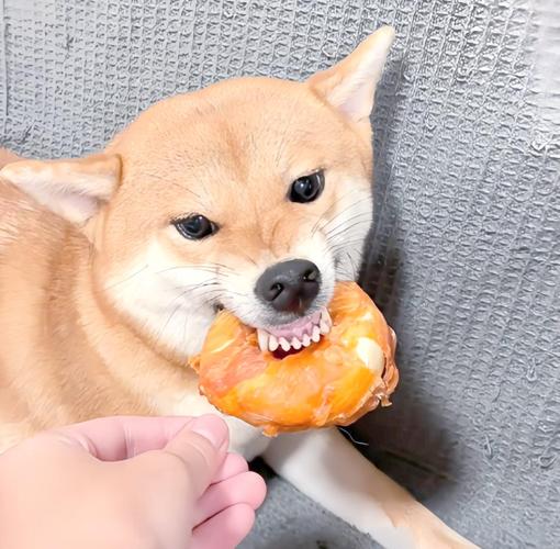 狗狗护食时低吼龇牙的警示表情