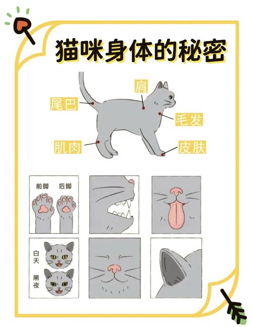 肥胖猫咪舔不到尾部身体示意图