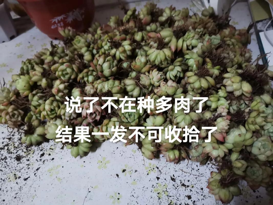 真要刚，就按这个步骤来